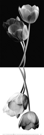 Reverse Tulip Trio Print Reverse Tulip Trio Print