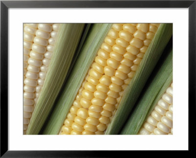 Ears of Corn Framed Print Ears of Corn Framed Print
