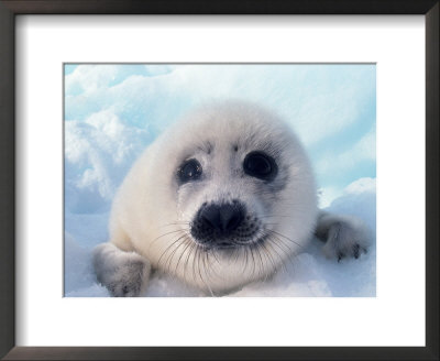 Baby Harp Seal Framed Print Baby Harp Seal Framed Print