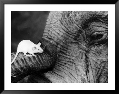 Mouse Crawls up Elephants Trunk Framed Print Mouse Crawls up Elephants Trunk Framed Print