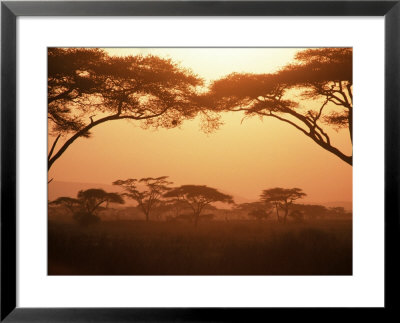 Acacia Trees, Kenya Framed Print Acacia Trees, Kenya Framed Print