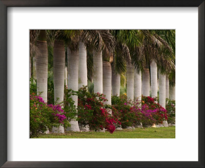 row-of-stately-cuban-royal-palms-bougainvilleas-flowers-miami-florida-usa.jpg