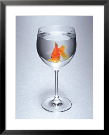 Goldfish In Water In Wine Glass Framed Print Goldfish In Water In Wine Glass Framed Print