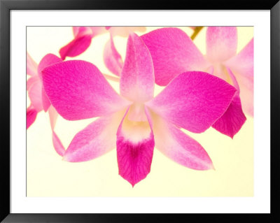 Dendrobium Orchid Framed Print Dendrobium Orchid Framed Print