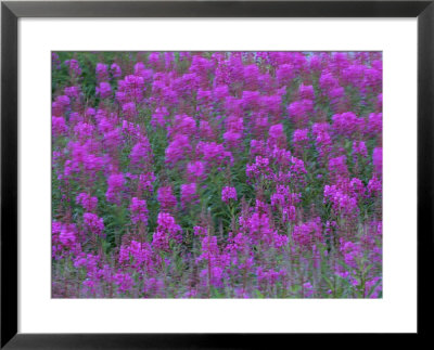 Blooming fireweed Framed Print Blooming fireweed Framed Print
