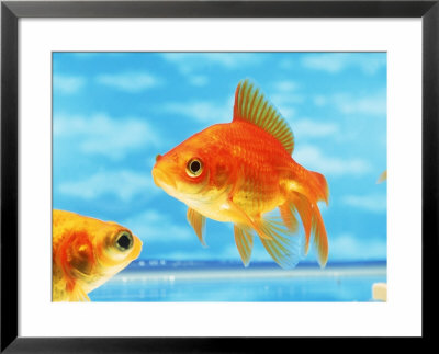 Two Goldfish Swimming In Bowl Framed Print Two Goldfish Swimming In Bowl Framed Print