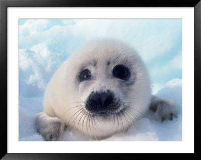 Baby Harp Seal Framed Print Baby Harp Seal Framed Print