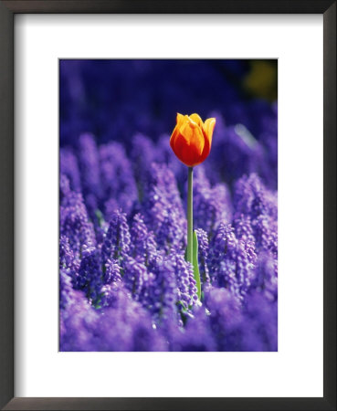 Tulip, Holland Framed Print Tulip, Holland Framed Print