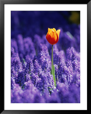 Tulip, Holland Framed Print Tulip, Holland Framed Print