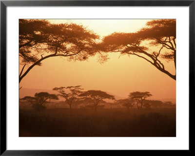 Acacia Trees, Kenya Framed Print Acacia Trees, Kenya Framed Print