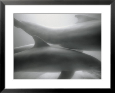 Two dolphins Framed Print Two dolphins Framed Print