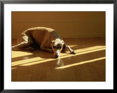 Whippet Framed Print Whippet Framed Print