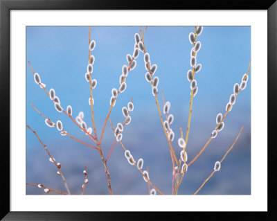 Pastel Pink Framed Print Pastel Pink Framed Print