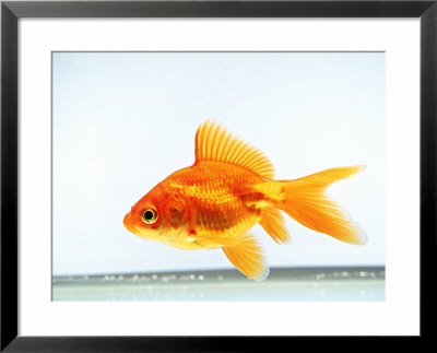 Side View Of Goldfish Framed Print Side View Of Goldfish Framed Print
