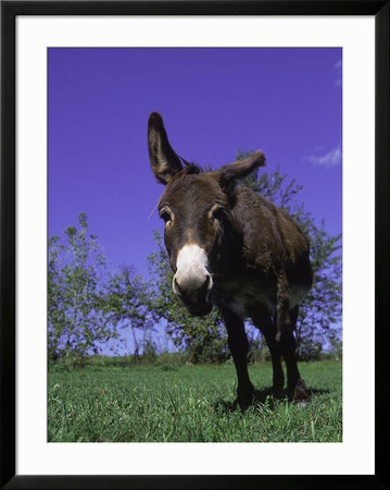 Donkey Framed Print Donkey Framed Print