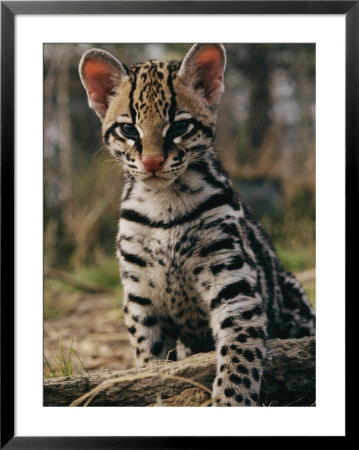 A captive ocelot Framed Print A captive ocelot Framed Print