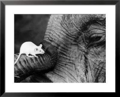 Mouse Crawls up Elephants Trunk Framed Print Mouse Crawls up Elephants Trunk Framed Print