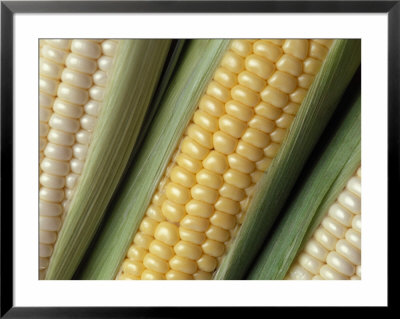 Ears of Corn Framed Print Ears of Corn Framed Print