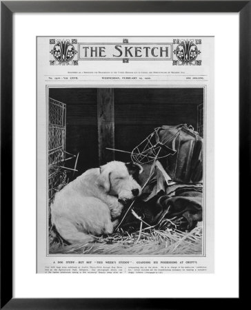 Dog Study Framed Print Dog Study Framed Print