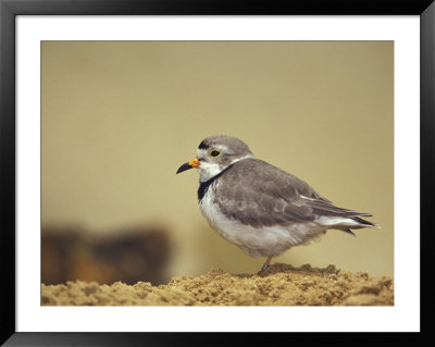Piping Plover Framed Print Piping Plover Framed Print