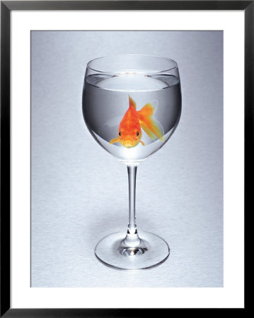 Goldfish In Water In Wine Glass Framed Print Goldfish In Water In Wine Glass Framed Print