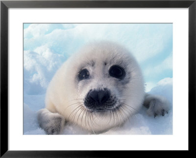 Baby Harp Seal Framed Print Baby Harp Seal Framed Print