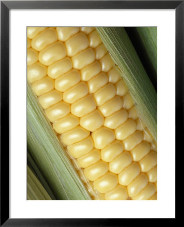 Ear of Corn Framed Print Ear of Corn Framed Print