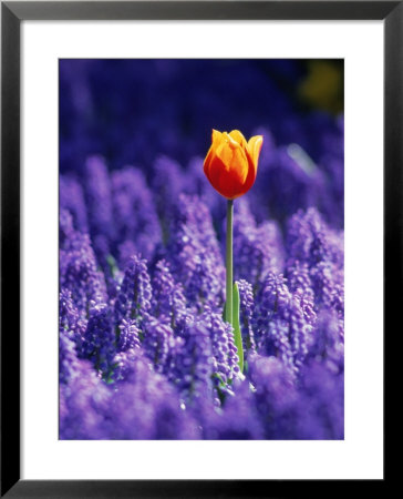 Tulip, Holland Framed Print Tulip, Holland Framed Print