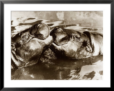 Hippos Kissing, 1965 Framed Print Hippos Kissing, 1965 Framed Print