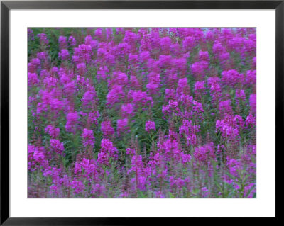 Blooming fireweed Framed Print Blooming fireweed Framed Print