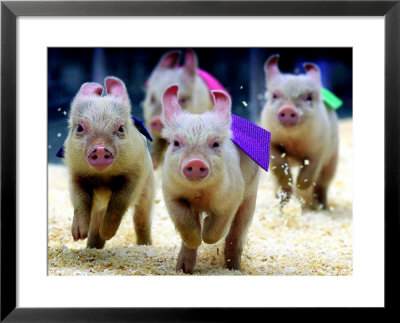 Sue Wee Pig Races Framed Print Sue Wee Pig Races Framed Print