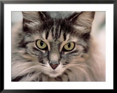 Maine Coon Cat Framed Print Maine Coon Cat Framed Print
