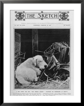 Dog Study Framed Print Dog Study Framed Print