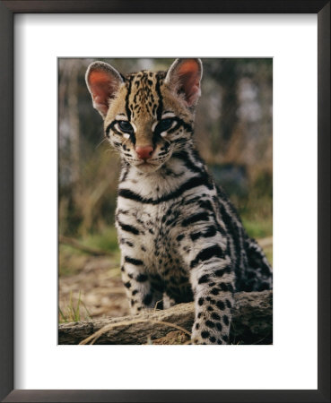 A captive ocelot Framed Print A captive ocelot Framed Print