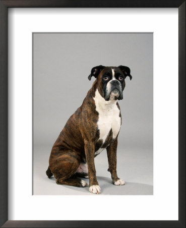 Sitting German Boxer Framed Print Sitting German Boxer Framed Print