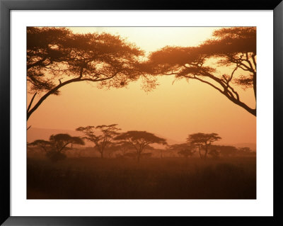 Acacia Trees, Kenya Framed Print Acacia Trees, Kenya Framed Print