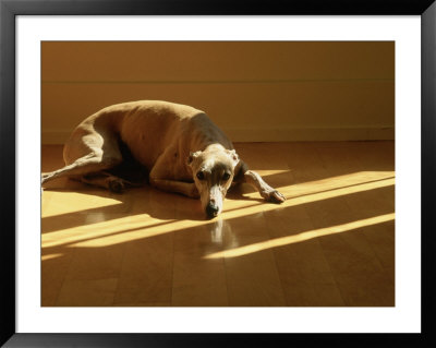 Whippet Framed Print Whippet Framed Print