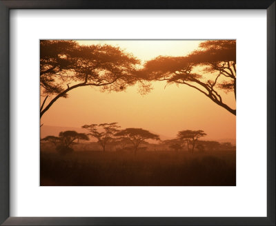 Acacia Trees, Kenya Framed Print Acacia Trees, Kenya Framed Print