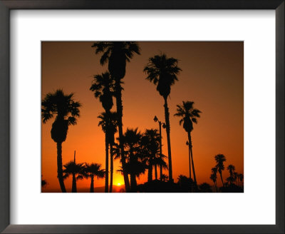 california beaches palm trees. Palm Trees on Venice Beach