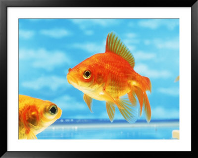 Two Goldfish Swimming In Bowl Framed Print Two Goldfish Swimming In Bowl Framed Print
