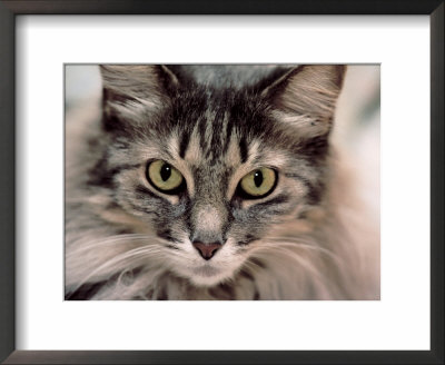 Maine Coon Cat Framed Print Maine Coon Cat Framed Print