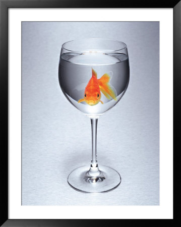 Goldfish In Water In Wine Glass Framed Print Goldfish In Water In Wine Glass Framed Print