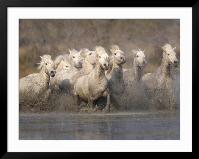 horses running in water. White Camargue Horses Running