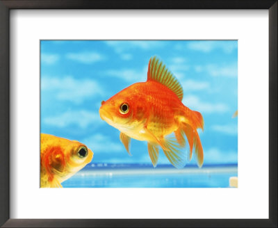 Two Goldfish Swimming In Bowl Framed Print Two Goldfish Swimming In Bowl Framed Print
