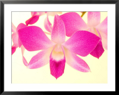 Dendrobium Orchid Framed Print Dendrobium Orchid Framed Print