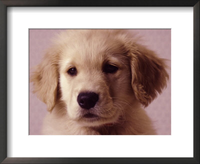 cute golden retriever puppy wallpapers. Golden Retriever Puppy By