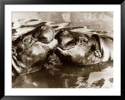 Hippos Kissing, 1965 Framed Print Hippos Kissing, 1965 Framed Print