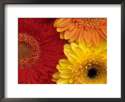 Gerbera Framed Print Gerbera Framed Print