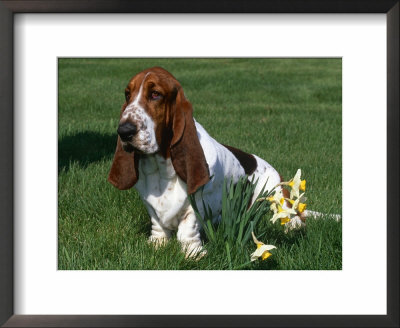 Basset Hound, USA Framed Print Basset Hound, USA Framed Print