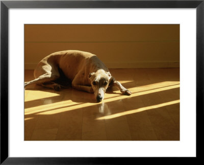 Whippet Framed Print Whippet Framed Print